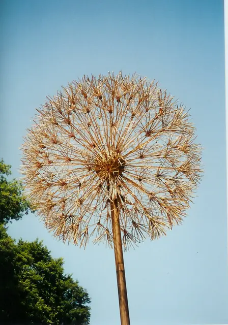 Pusteblume